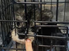 -翊宠yipet猫狗购宠庄园犬舍•猫舍