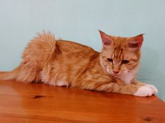 -猫小院猫主题餐厅(三里屯店)