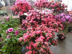 -三圣花乡旅游区