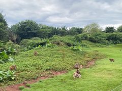 -海南热带野生动植物园