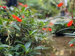 -深圳仙湖植物园