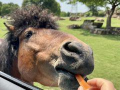 -泉州海丝野生动物世界