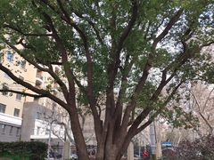 -徐家汇源景区-衡山公园