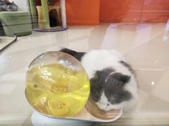 -三花喵·撸猫购宠·宠物生活馆(虹桥南丰城店)