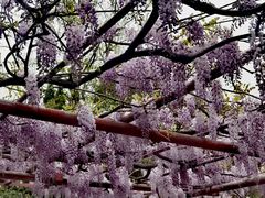 -嘉定紫藤园