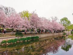 -海棠花溪(元大都城垣遗址公园)