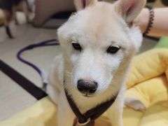 -逗柴咖啡屋·狗咖猫咖宠物桌游