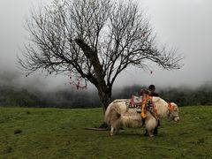 -硗碛藏寨·神木垒景区