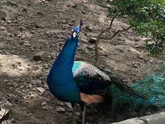 -燕塞湖鸟语林景区