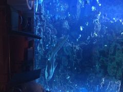 iphone_upload_pic-迪拜帆船酒店海底餐厅