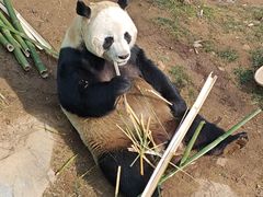 -栾川竹海野生动物园