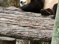 -卧龙中华大熊猫苑神树坪基地