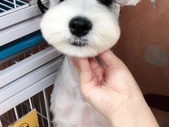 -小尾巴宠物店(万科·金域华庭店)