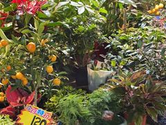 -朝来春花卉市场
