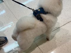 -帕帕拉兹宠物(亚洲旗舰店)