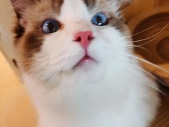 -喵屿·大理花园猫咖