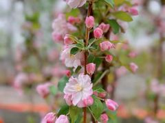 -海棠花溪(元大都城垣遗址公园)