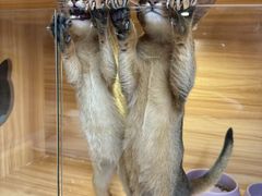 -猫十亿·布偶金渐层·曼基康矮脚猫舍(青年路店)