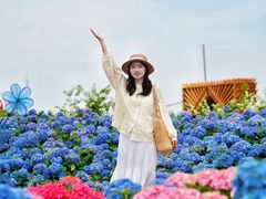 -荷兰花海