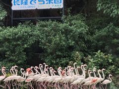 -广州长隆飞鸟乐园