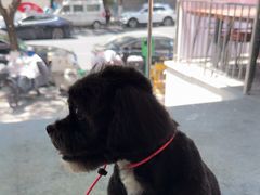 -艾贝尔宠物医院 ·中兽医·宠保定点(北门桥店)