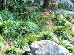 -扬州大运河文化旅游度假区·盆景园