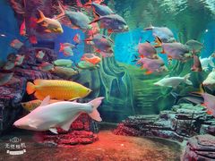 -上海海洋水族馆