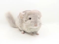 -龙猫仔乐园(惠福东路店)