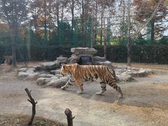 -上海野生动物园老虎餐厅