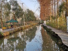 -合肥滨湖国家森林公园