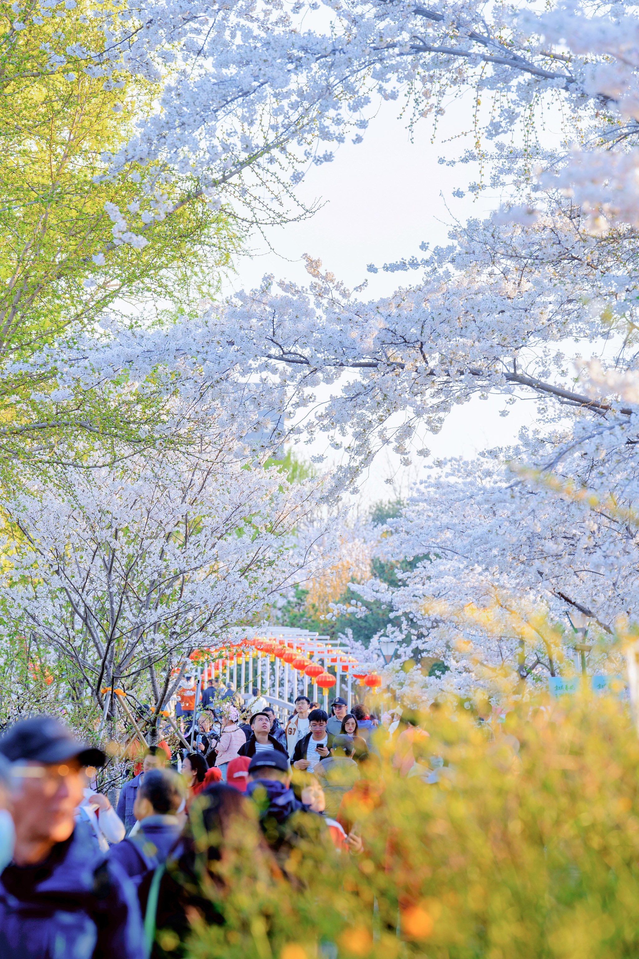 北京赏樱天花板,还得是玉渊潭🌸