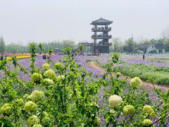 -杭州湾海上花田景区
