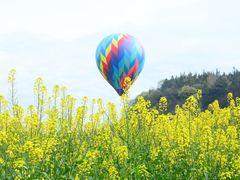 -桑洲油菜花景区