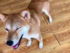 -柴犬高等学院·狗咖·柴犬售卖·宠物训练