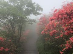 -大围山国家森林公园
