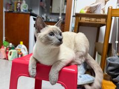 -北京观赏动物医院·24小时大型综合·猫专科·异宠专科