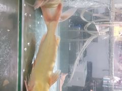 -蛙鱼道美蛙鱼自助火锅(新耍都店)