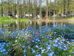 -上海共青森林公园