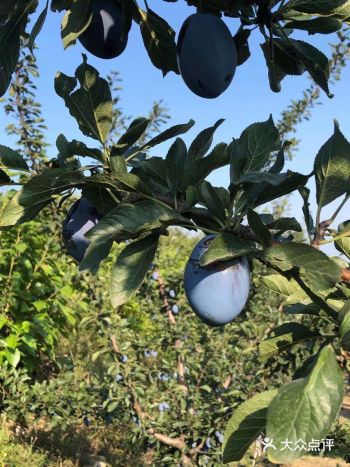 从太原北面开车大约一个小时，一进去就是农家乐