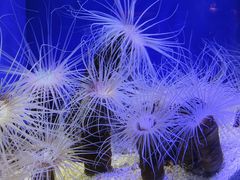 -上海海洋水族馆