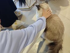 -藏猫猫咖啡主题馆(中央大道店)