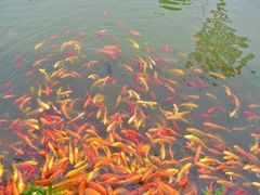 -武汉紫薇都市田园