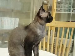 -楼上猫咖(罗湖店)
