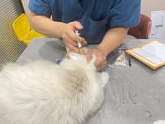 -四月宠物医院·猫专科·心脏专科·内科(转塘店)