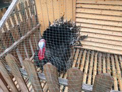 -上海崇明金茂凯悦酒店