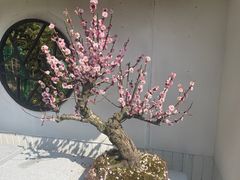 -香雪海