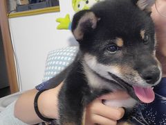 -PETKIT小佩宠物(昭化店)