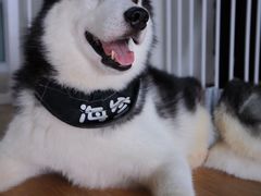 -Husky Go! 哈士奇体验馆·宠物咖啡厅狗咖