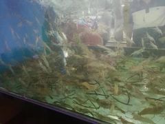 -全乐鱼馆·淳牌有机鱼直营店