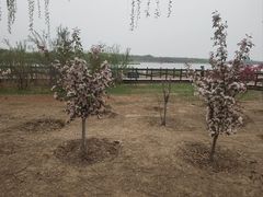 -西青郊野公园